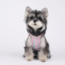 Lacy Dog Harness