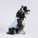 Lacy Dog Harness
