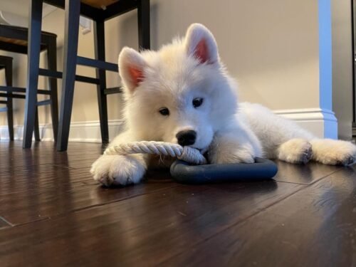 Wild One Triangle Tug photo review