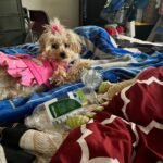 Soft and Cozy Dog Flannel Coat photo review