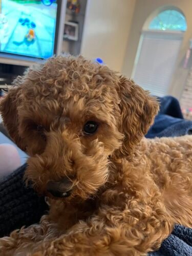 Wild One Triangle Tug photo review