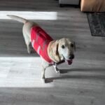 Summer Puppy Dog Life Jacket photo review