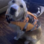 Summer Puppy Dog Life Jacket photo review
