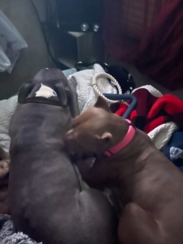 Wild One Triangle Tug photo review