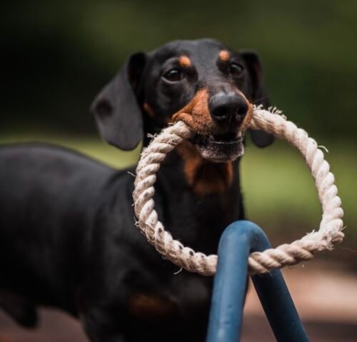 Wild One Triangle Tug photo review