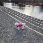 Soft and Cozy Dog Flannel Coat photo review