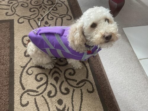 Summer Puppy Dog Life Jacket photo review