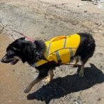Summer Puppy Dog Life Jacket photo review