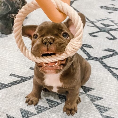 Wild One Triangle Tug photo review