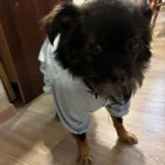 Dog ice - silk sun - protection clothing photo review