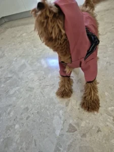 Four-legged Waterproof Raincoat for Dogs photo review