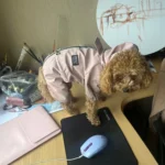Dog ice - silk sun - protection clothing photo review