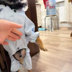 Dog ice - silk sun - protection clothing photo review