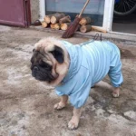 Dog ice - silk sun - protection clothing photo review