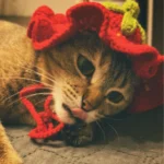 Lion Dance-themed Clothing for Dogs photo review