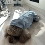 Dog ice - silk sun - protection clothing photo review
