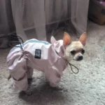 Dog ice - silk sun - protection clothing photo review