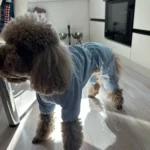 Dog ice - silk sun - protection clothing photo review