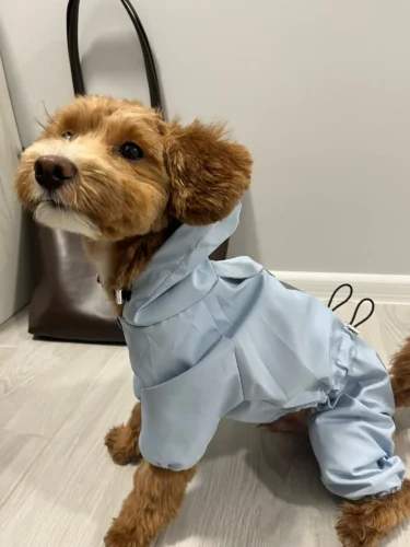 Dog ice - silk sun - protection clothing photo review