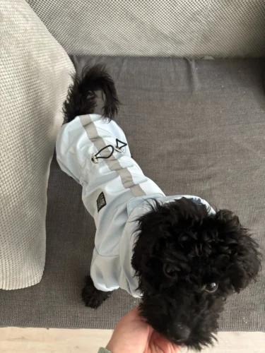 Dog ice - silk sun - protection clothing photo review