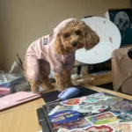 Dog ice - silk sun - protection clothing photo review