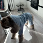 Dog ice - silk sun - protection clothing photo review