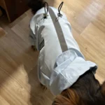 Dog ice - silk sun - protection clothing photo review