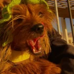 Lion Dance-themed Clothing for Dogs photo review
