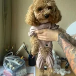 Dog ice - silk sun - protection clothing photo review