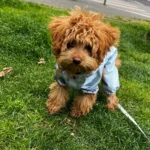 Dog ice - silk sun - protection clothing photo review