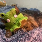 Lion Dance-themed Clothing for Dogs photo review