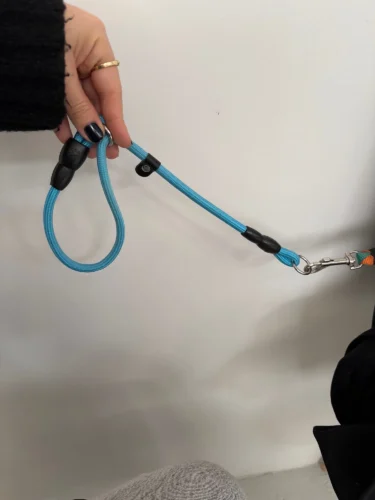 Pet glowing leash and collar photo review