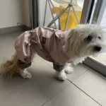 Dog ice - silk sun - protection clothing photo review