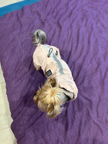 Dog ice - silk sun - protection clothing photo review