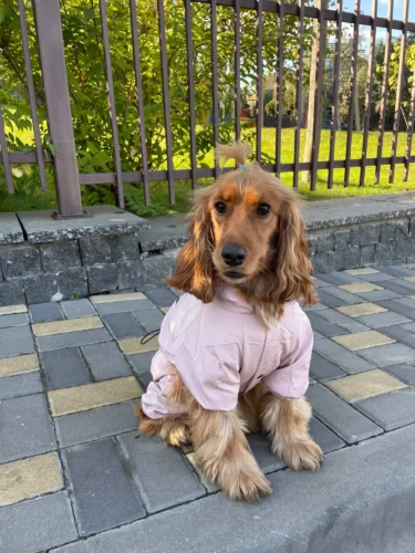 Dog ice - silk sun - protection clothing photo review