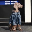 Denim Hooded Sweater for Dogs