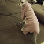 High - necked Warm - keeping Dog Clothes photo review