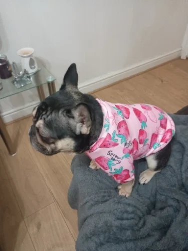 Cute pet vest T - shirts photo review