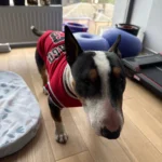 Dog World Cup Vest photo review