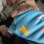 Cute pet vest T - shirts photo review