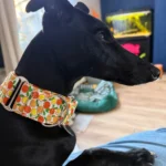 Italian Greyhound Whippet Martingale wide adjustable dog collar patterned cotton collar photo review