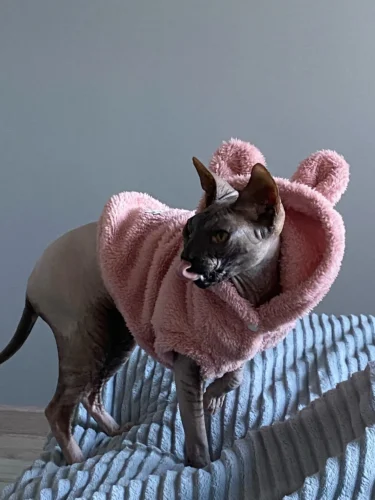 Plush high - necked cotton coat for dogs photo review