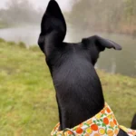 Italian Greyhound Whippet Martingale wide adjustable dog collar patterned cotton collar photo review