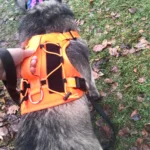 Pet harness, Leash, Collar, Drool bib, Dog clothes, Set photo review