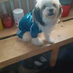 All-inclusive Raincoat for Large Dogs photo review