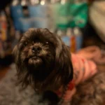 Cute pet vest T - shirts photo review