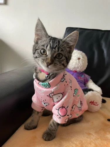 Cute pet vest T - shirts photo review