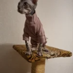 High - necked Warm - keeping Dog Clothes photo review