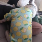 Cute pet vest T - shirts photo review