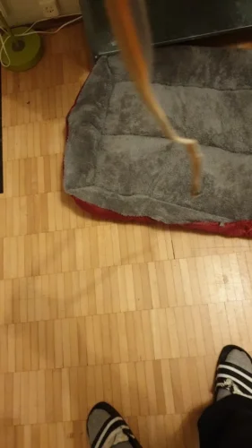 Pet harness, Leash, Collar, Drool bib, Dog clothes, Set photo review